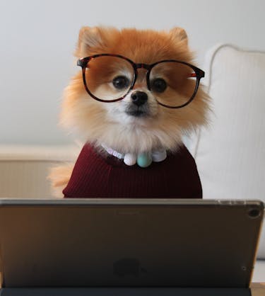 puppy on ipad representing saas customer enablement
