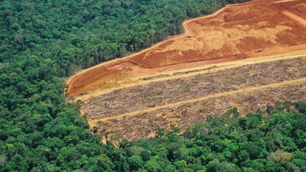 Deforestation due diligence